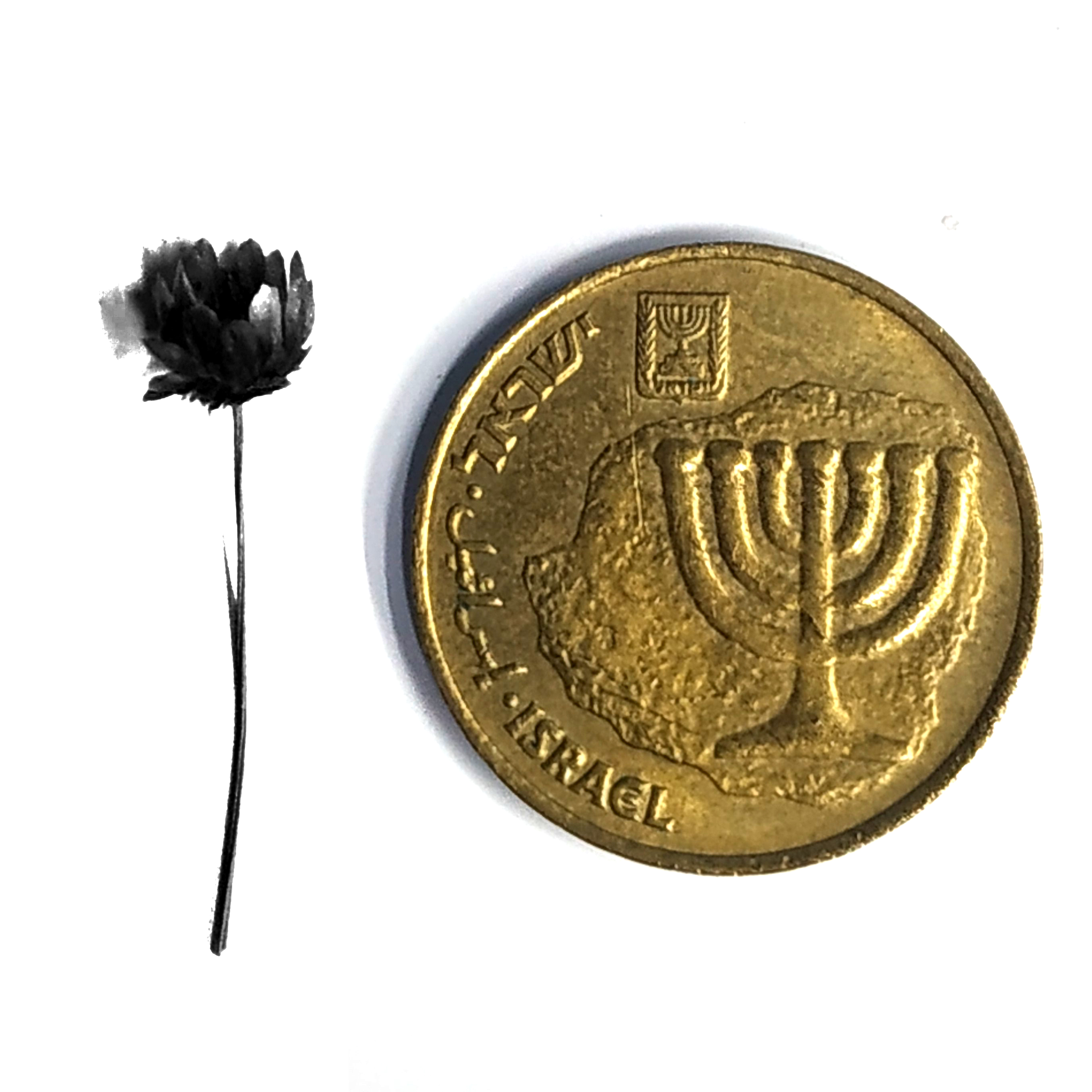 פרח שחור