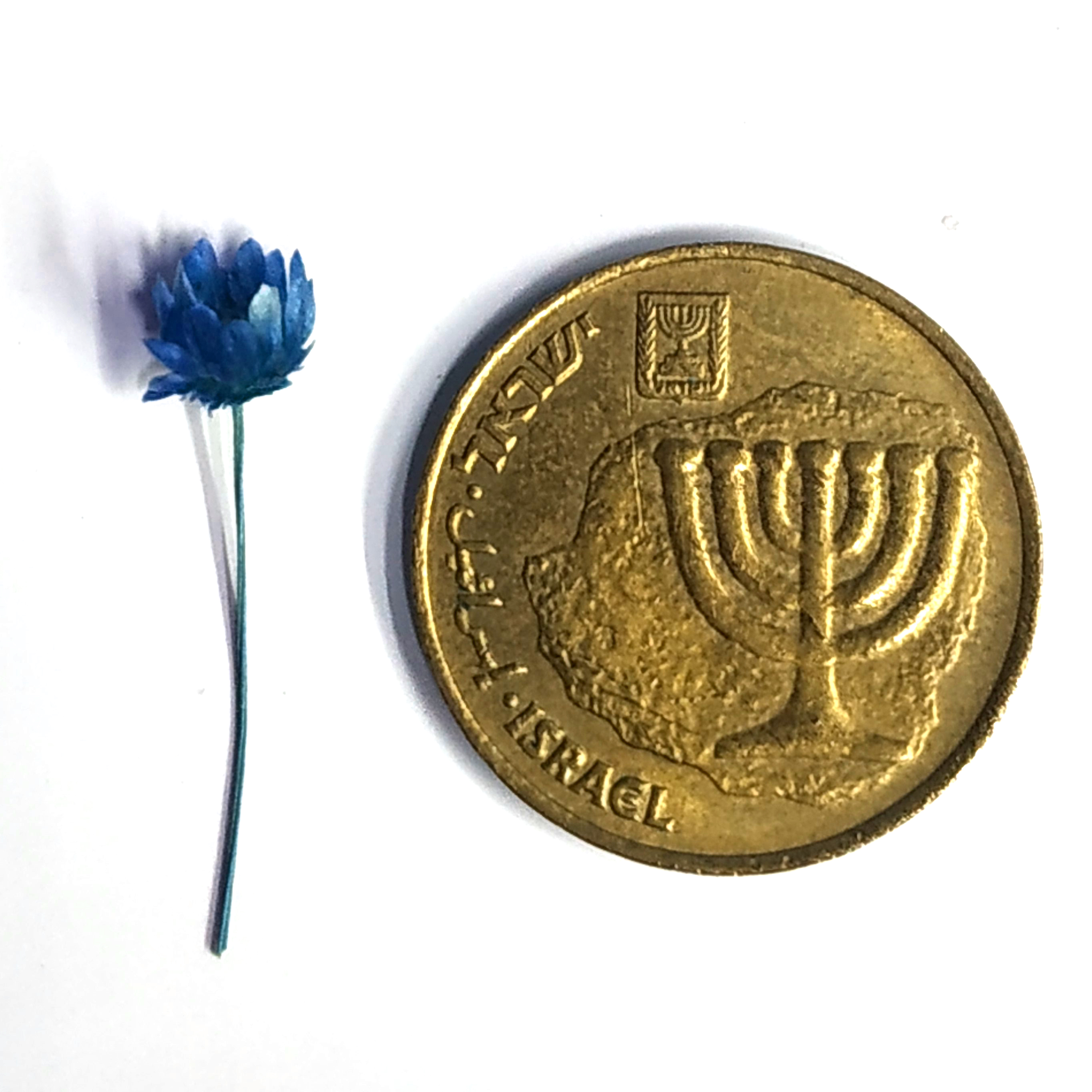 פרח כחול