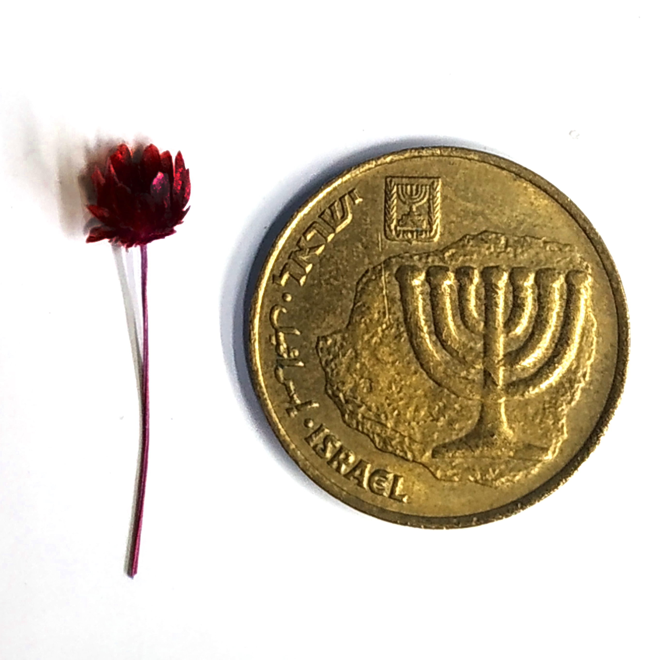 פרח אדום כהה