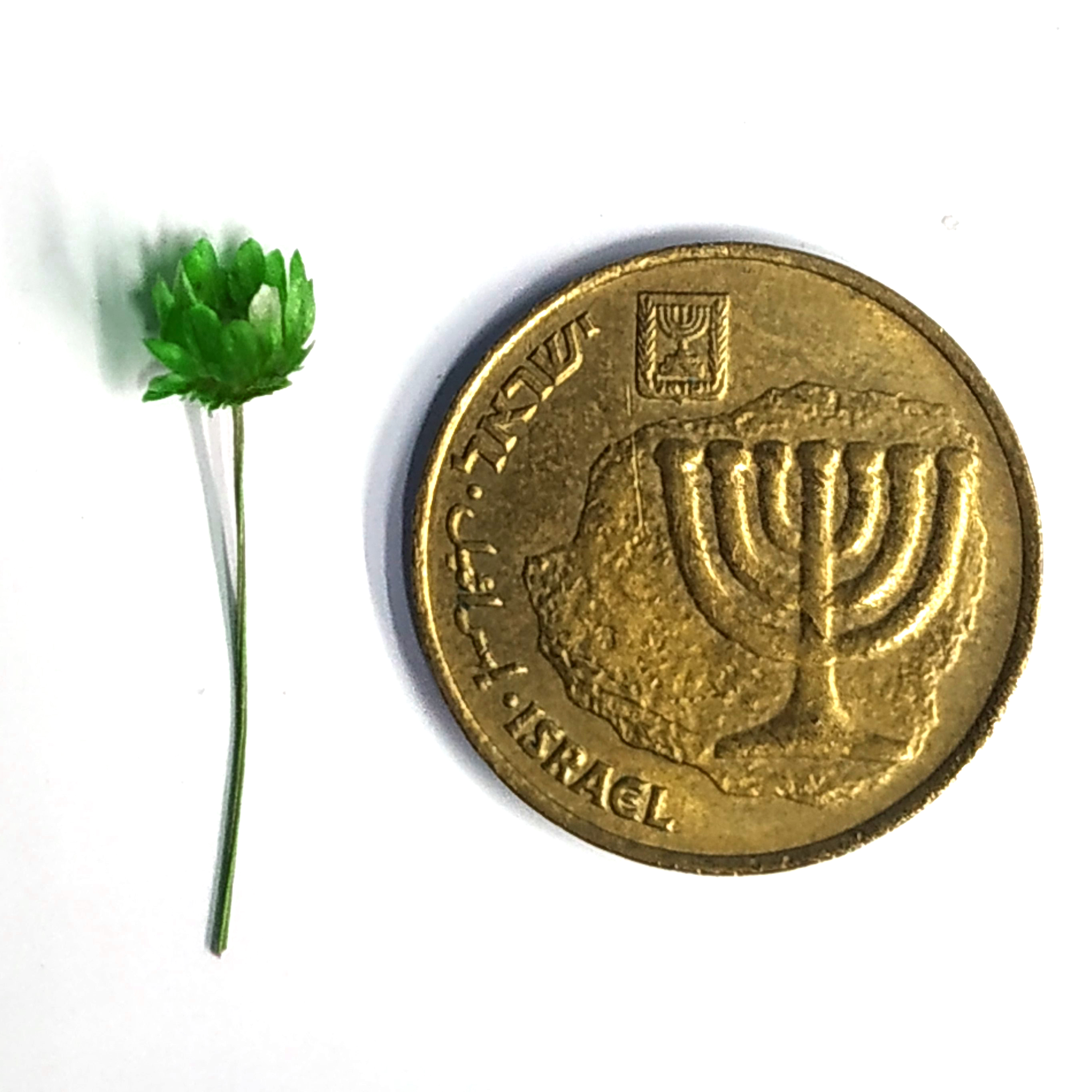 פרח ירוק
