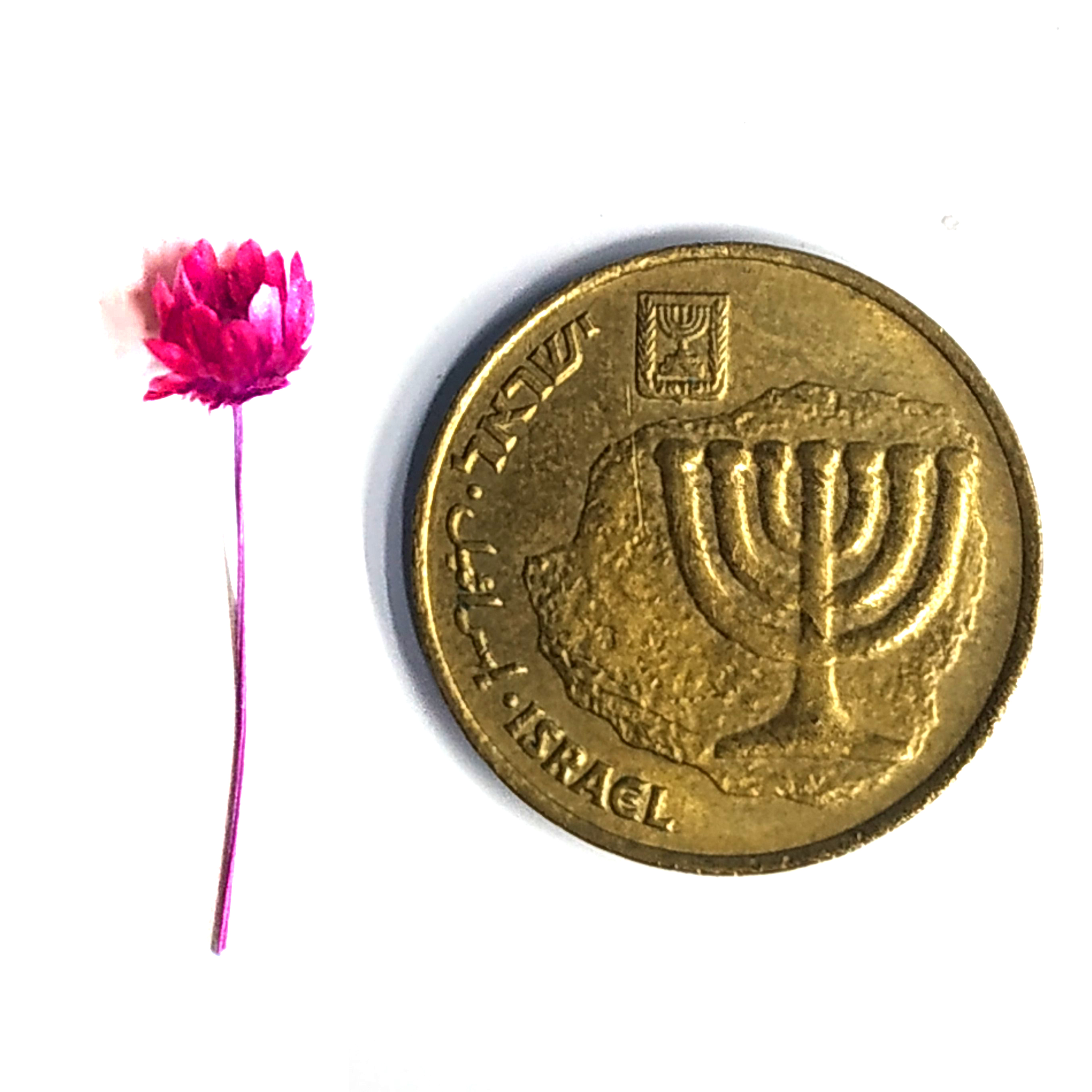 פרח ורוד