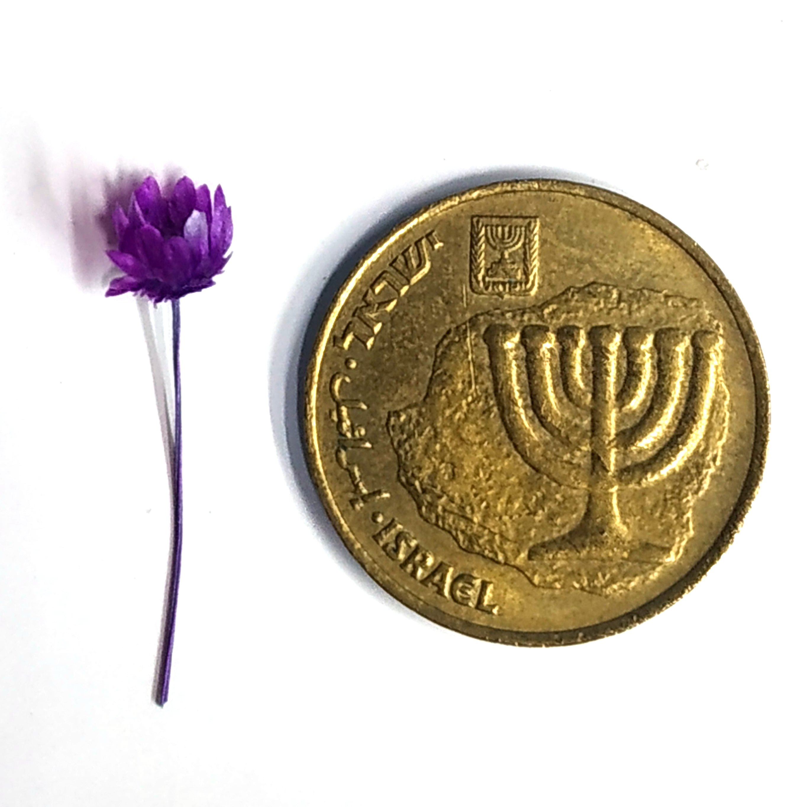 פרח סגול