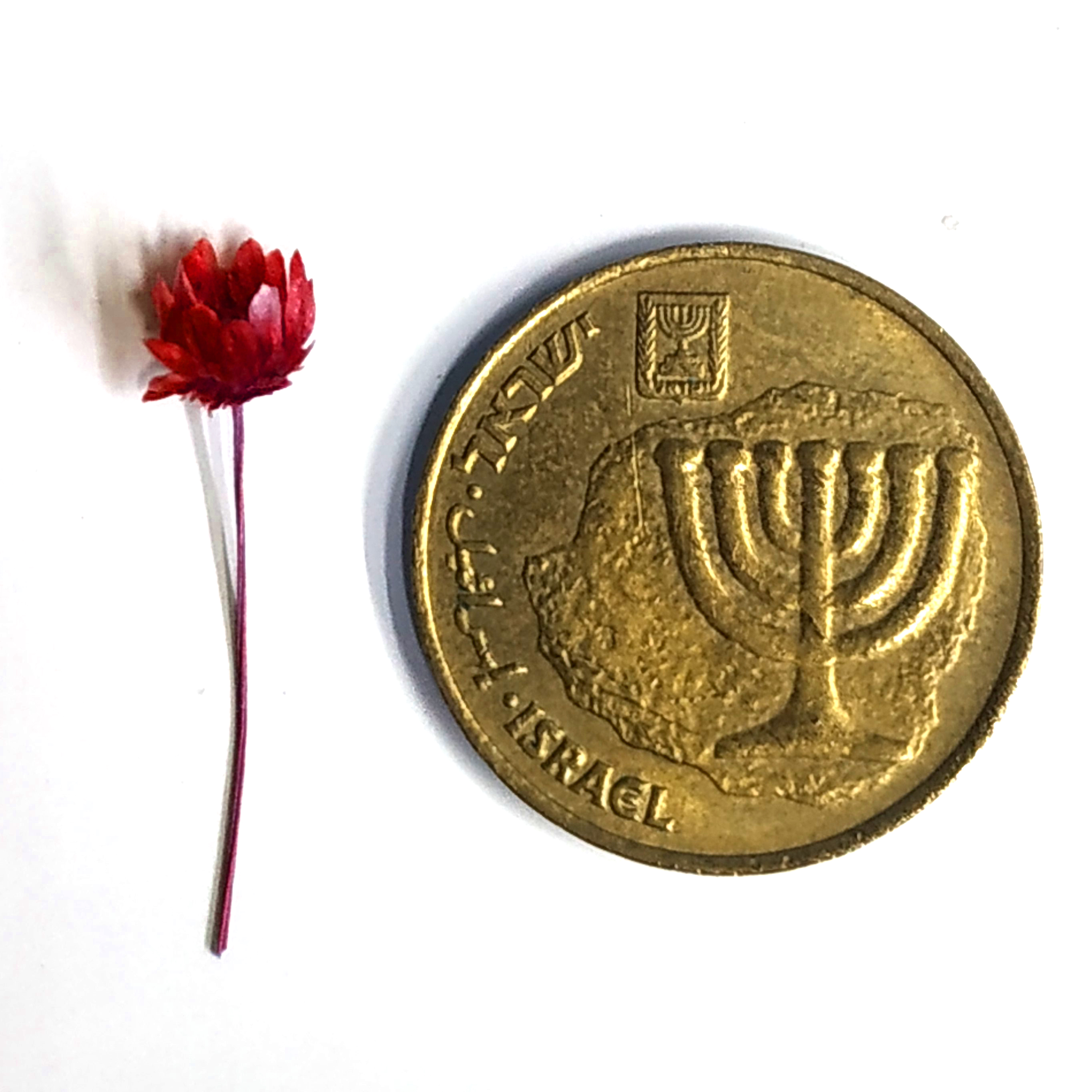 פרח אדום