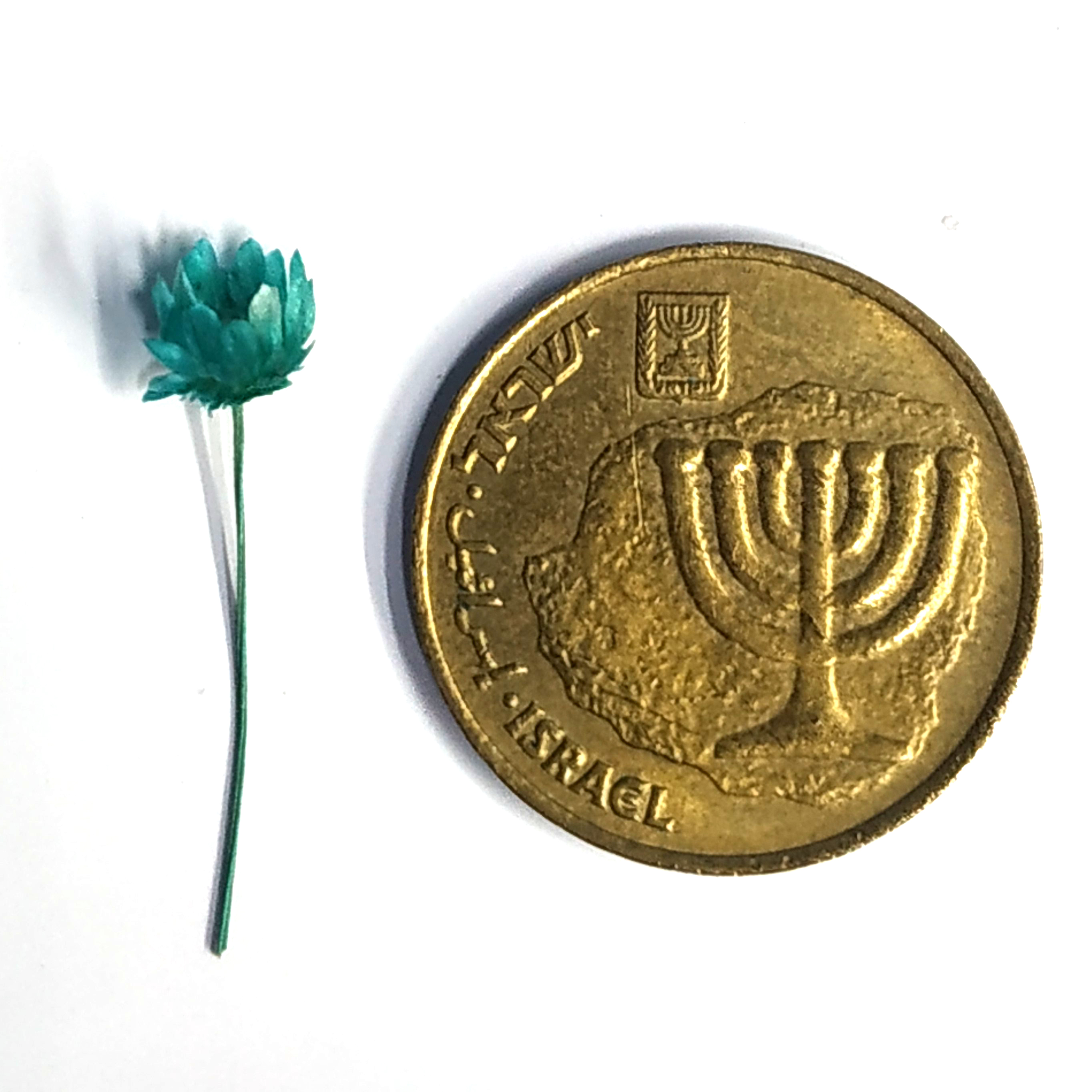 פרח טורקיז