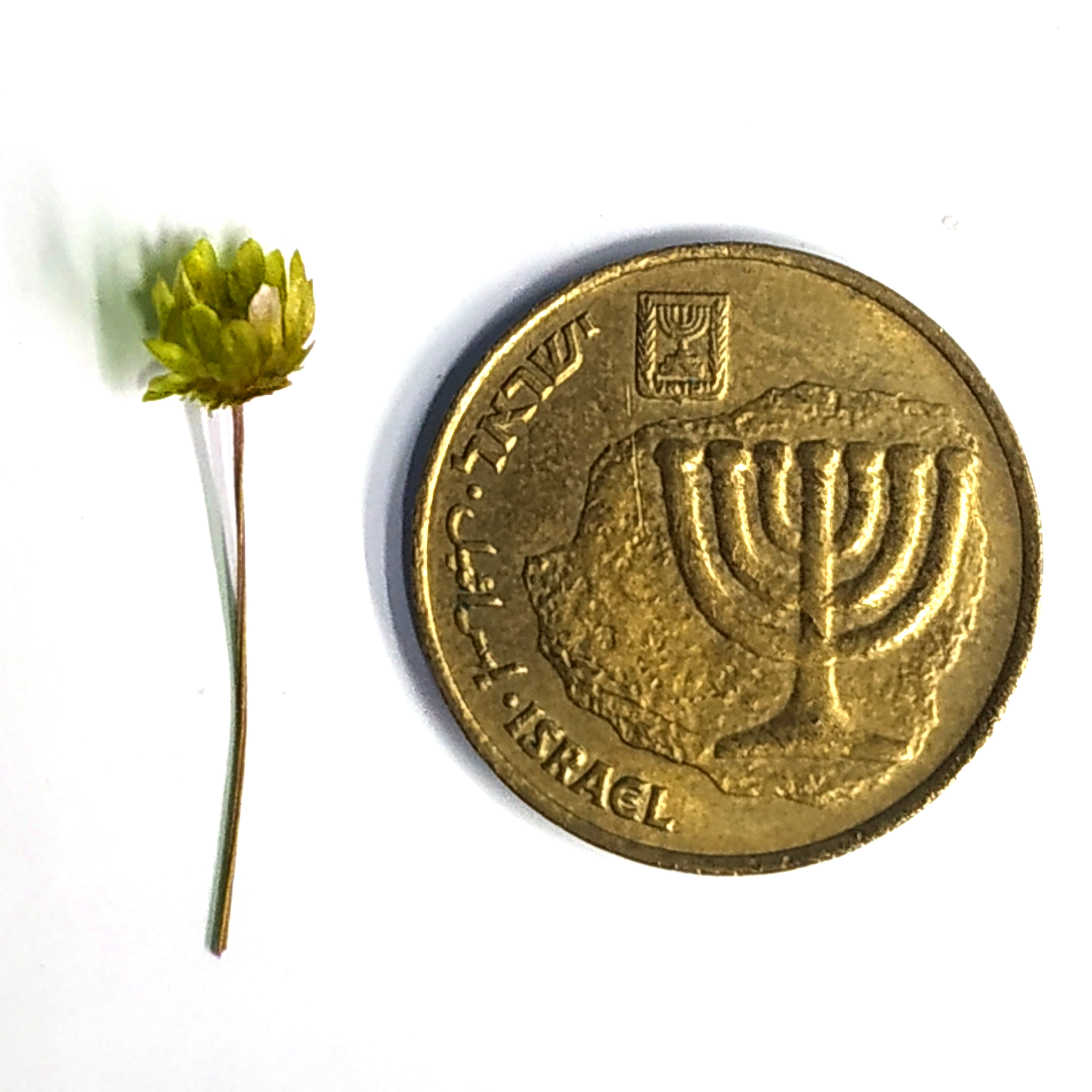 פרח צהוב